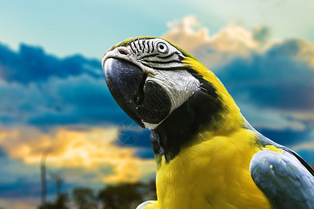巴西潘塔纳尔的蓝色和黄色Macaw图片