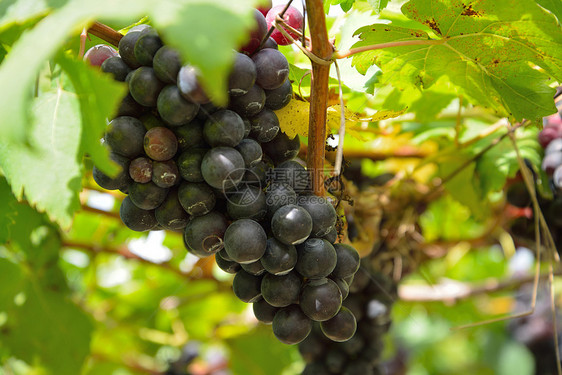 葡萄树上的葡萄乡村农场植物生产水果眼角拉子地面葡萄园圆形图片