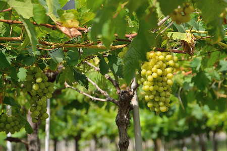 葡萄树上的葡萄生产葡萄园阳光叶子葡萄叶眼角摄影农场地面水果图片