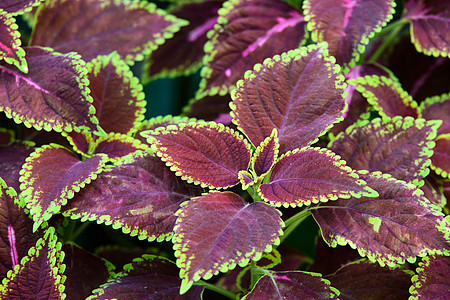 Coleus(涂抹的内特尔)图片