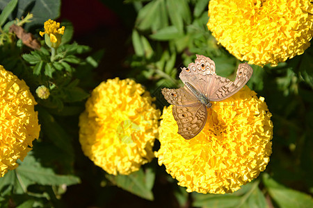 美丽的蝴蝶坐在玛丽戈尔花朵中图片