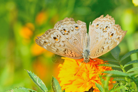 美丽的蝴蝶坐在花朵中向日葵昆虫黄色翅膀君主底面黑色女王花瓣花园图片