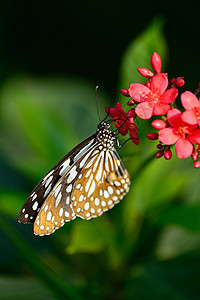美丽的蝴蝶坐在花朵中翅膀向日葵君主昆虫底面黑色女王花瓣花园黄色图片