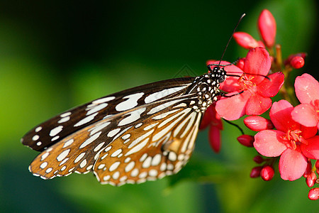 美丽的蝴蝶坐在花朵中黄色花园黑色女王翅膀花瓣向日葵底面君主昆虫图片