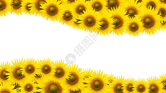 白空间背景上许多向日葵黄色条纹蜂蜜国家植物学照片花朵叶子白色乡村图片
