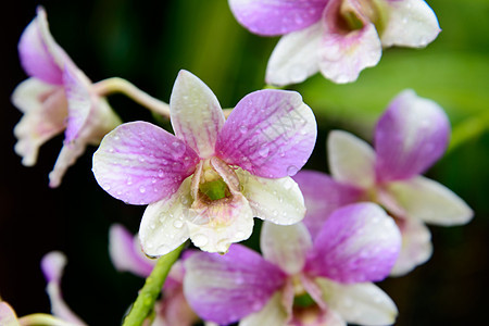 绿叶背景的花花兰粉红色植物学脆弱性植物群叶子紫色植物热带石斛花瓣宏观图片