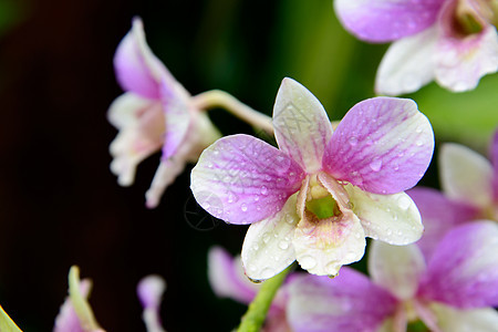 绿叶背景的花花兰粉红色宏观花园紫色石斛叶子植物学热带花瓣脆弱性植物图片