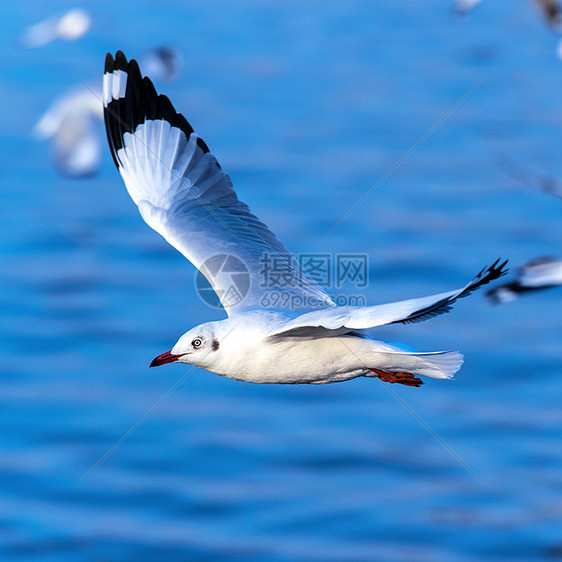 飞行海鸥在行动野生动物海浪海滩航班蓝色荒野优美海鸟海洋羽毛图片