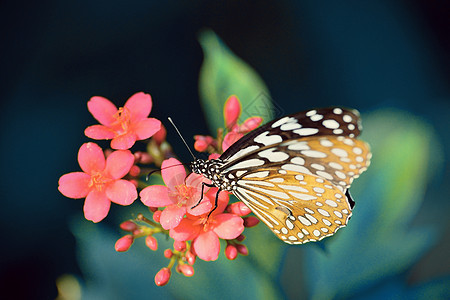 坐在花朵中的美丽的蝴蝶信使语调风格黄色女王向日葵君主黑色花瓣翅膀昆虫底面花园图片