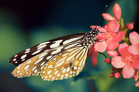 坐在花朵中的美丽的蝴蝶信使语调风格君主黄色花园女王花瓣昆虫向日葵黑色橙子翅膀图片