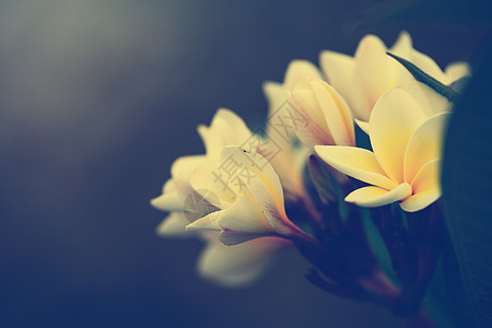 热带花朵节frangipani(风调风格)图片