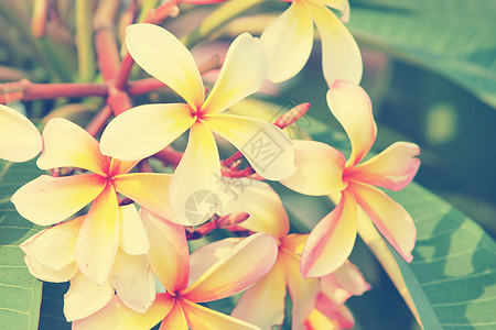 热带鲜花分块fragipani古托纳绿色植物香味邀请函温泉植物鸡蛋花叶子卡片花瓣植物学图片