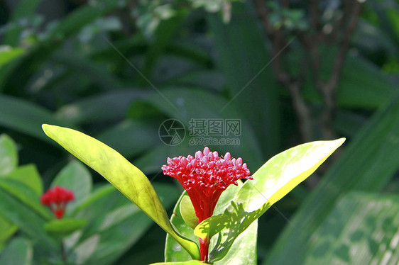 花朵在灌木丛的树枝上开花季节衬套植物群植物公园花瓣树叶叶子生态植物学图片