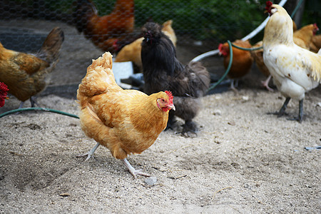 农场养鸡的品种分类图片
