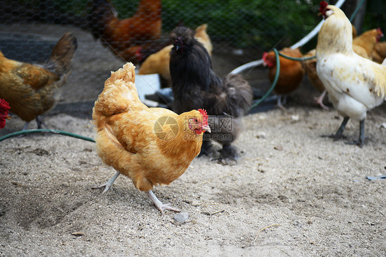 农场养鸡的品种分类图片