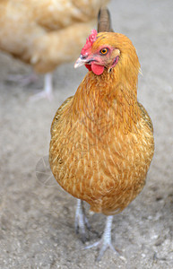 农场自由放养的鸡肉图片