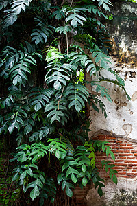 叶子和旧墙壁植物群力量墙纸花园石头古董建筑学建筑登山者爬行者图片