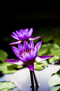 水百合 天然的莲花植物叶子池塘粉色植物群绿色花瓣花头装饰品荷花图片