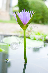 蓝色莲花植物季节叶子异国花瓣植物学水池花园植物群花朵图片