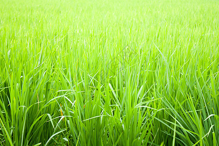 稻田棕色国家黄色驾驶农场花朵农村地球植物树叶图片