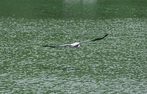 Kabbaw 飞鸟在水上图片