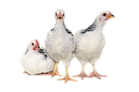 白色背景的鸡星星家畜流感农业生长动物宠物小鸡团体生物图片