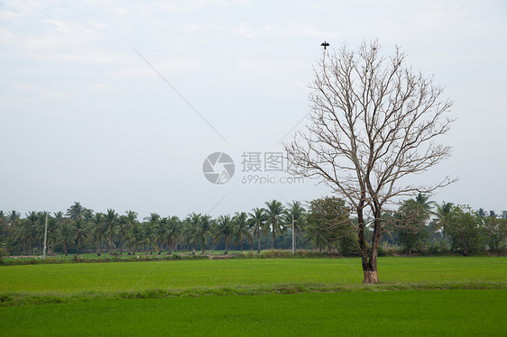枯树和稻田图片