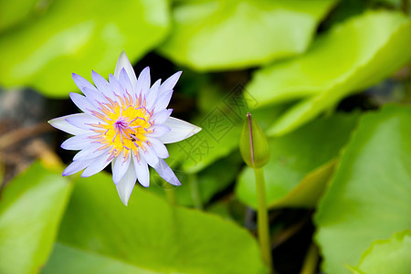 蓝色莲花荒野植物群反射荷花季节池塘情调热带植物花朵图片