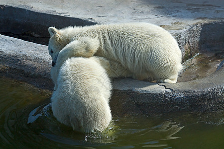 两只北极白熊濒危哺乳动物鸟舍捕食者动物园婴儿图片