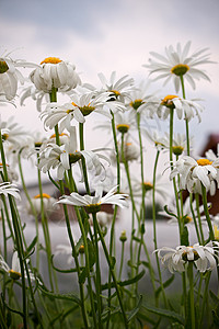 低地植物群植物学母菊雏菊叶子绿色花园照片图片