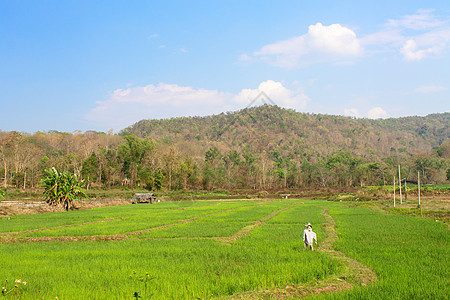 稻米田美丽场地乡村植物农场蓝色天空场景热带绿色图片