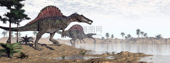 沙漠中的脊柱恐龙3D转化凤头蜥蜴侏罗纪捕食者攻击动物插图石头海洋天空图片