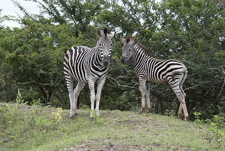Kruger国家公园中的野斑马图片