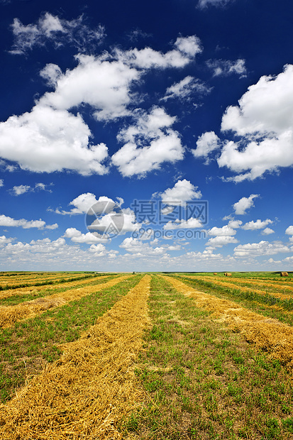 收获时小麦田场地风景稻草粮食大草原草地农田土地草原干草图片