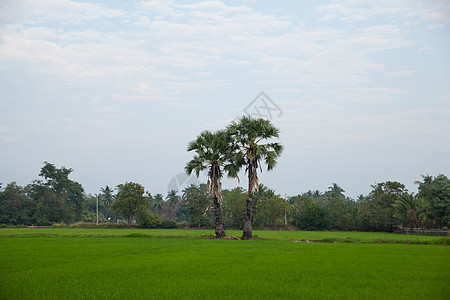 稻田里的树木培育太阳季节食物农田风景街道环境农场植物图片