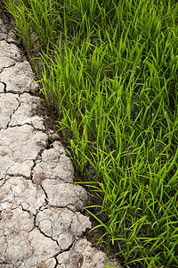 字段的路径地平线白色季节农村踪迹植物乡村场地绿色场景图片