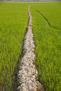 字段的路径踪迹绿色植物地平线乡村美化风景农村场景土地图片