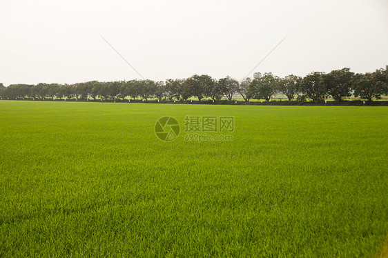 稻田里的树木太阳热带季节环境农场棕榈农村木头植物培育图片