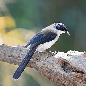 暗背的西比亚黑背荒野动物公园环境翅膀热带鸟类野生动物脊柱图片