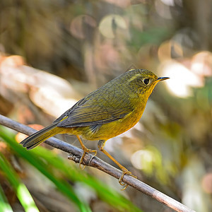 金金色 布什 罗宾荒野黄色野生动物热带女性动物群动物鸟类菊花森林图片