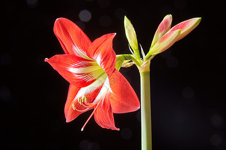 红阿玛丽丝花朵百合植物生长灯泡黑色花粉花瓣花园植物学宏观图片