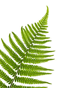 费尔叶叶绿色蕨类树叶曲线卷曲白色叶子植物群植物生长图片