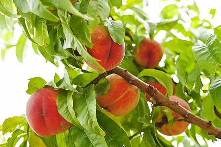 树上的桃子果园树木生长水果农业叶子红色树叶园艺分支机构图片