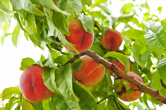 树上的桃子果园树木生长水果农业叶子红色树叶园艺分支机构图片