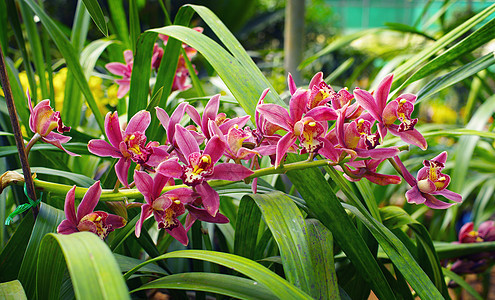 红色兰花植物学绿色农场热带公园花园植物植物群图片