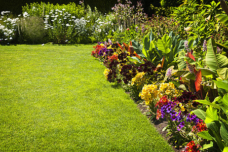 花朵多彩黄色美化花坛绿色植物学植物绿化紫色园艺生长图片