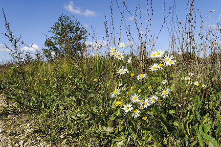 滚动的野仙女甘菊雏菊土地草地叶子野花荒野乡村季节植物图片