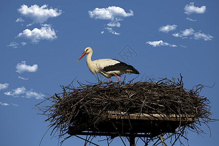 巢中的白荒野蓝色野生动物红色黑色天空动物图片