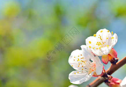 开阔的树枝植物柔软度樱花植物学季节花园植物群花瓣投标果园图片