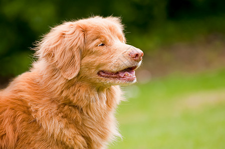 下鸭回收器犬类猎犬宠物动物哺乳动物品种小狗收费员收费图片